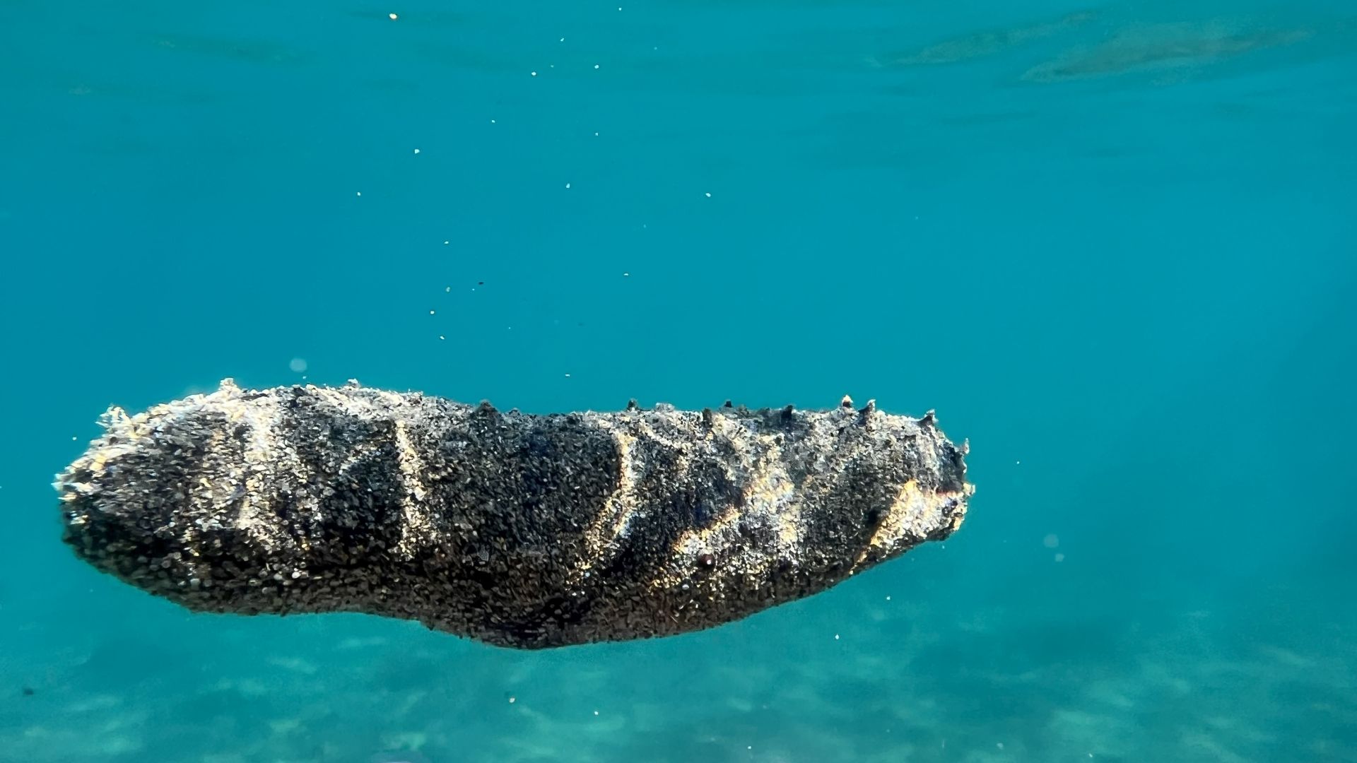 Dacci oggi il nostro mare quotidiano